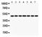 Isocitrate Dehydrogenase (NADP(+)) 1, Cytosolic antibody, PB9601, Boster Biological Technology, Western Blot image 