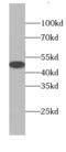 BCL2 Associated Athanogene 1 antibody, FNab00788, FineTest, Western Blot image 