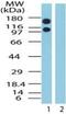 Exportin 1 antibody, PA1-41634, Invitrogen Antibodies, Western Blot image 