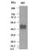 POU Class 5 Homeobox 1 antibody, ADI-905-855-100, Enzo Life Sciences, Western Blot image 