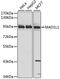 Mitotic Arrest Deficient 1 Like 1 antibody, MBS127719, MyBioSource, Western Blot image 