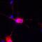 G3BP Stress Granule Assembly Factor 2 antibody, NBP1-82976, Novus Biologicals, Immunofluorescence image 