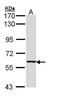 Keratin 4 antibody, PA5-29463, Invitrogen Antibodies, Western Blot image 
