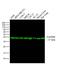 GAPDH Loading Control antibody, MA5-15738-D800, Invitrogen Antibodies, Western Blot image 