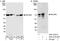 REST corepressor 3 antibody, A301-273A, Bethyl Labs, Western Blot image 