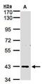 Zinc Finger Protein 211 antibody, PA5-21503, Invitrogen Antibodies, Western Blot image 