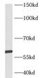 Beta 3-Glucosyltransferase antibody, FNab00767, FineTest, Western Blot image 