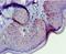 G Protein Nucleolar 3 antibody, LS-C379713, Lifespan Biosciences, Immunohistochemistry paraffin image 