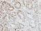 TRAF3 Interacting Protein 2 antibody, GTX113615, GeneTex, Immunohistochemistry paraffin image 