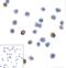 Lymphocyte Activating 3 antibody, RF16083, ProSci, Immunocytochemistry image 