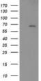 Lymphocyte-specific adapter protein Lnk antibody, NBP2-00641, Novus Biologicals, Western Blot image 