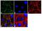 Pannexin 2 antibody, 42-2800, Invitrogen Antibodies, Immunofluorescence image 