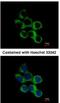 Gamma-Butyrobetaine Hydroxylase 1 antibody, NBP1-32327, Novus Biologicals, Immunofluorescence image 
