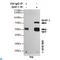 Protein Tyrosine Phosphatase Non-Receptor Type 6 antibody, LS-C813114, Lifespan Biosciences, Immunoprecipitation image 