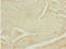 Calcium Binding And Coiled-Coil Domain 2 antibody, LS-C675450, Lifespan Biosciences, Immunohistochemistry paraffin image 