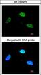 Zinc Finger Protein 398 antibody, LS-C109404, Lifespan Biosciences, Immunofluorescence image 