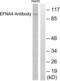 Ephrin A4 antibody, LS-B9245, Lifespan Biosciences, Western Blot image 