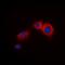 Arrestin Beta 1 antibody, orb393212, Biorbyt, Immunofluorescence image 