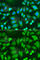 N-Methylpurine DNA Glycosylase antibody, A5410, ABclonal Technology, Immunofluorescence image 