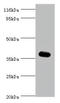 Eukaryotic Translation Initiation Factor 3 Subunit G antibody, A50620-100, Epigentek, Western Blot image 