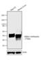 Alpha-1-antitrypsin antibody, GTX15777, GeneTex, Western Blot image 