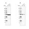 alpha-Tubulin antibody, NBP2-54687, Novus Biologicals, Western Blot image 