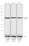 Rat IgG antibody, A18865, Invitrogen Antibodies, Western Blot image 