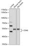 CD46 Molecule antibody, 16-644, ProSci, Western Blot image 