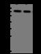 Kinesin Family Member 22 antibody, 206349-T40, Sino Biological, Western Blot image 