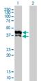 Glycerol-3-phosphate dehydrogenase, mitochondrial antibody, H00002820-M02, Novus Biologicals, Western Blot image 