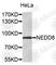 NEDD8 Ubiquitin Like Modifier antibody, A10008, ABclonal Technology, Western Blot image 