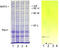 Peripherin antibody, LS-C204577, Lifespan Biosciences, Western Blot image 