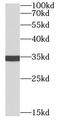 CD20 antibody, FNab01441, FineTest, Western Blot image 
