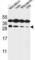 Syntaxin 10 antibody, abx034574, Abbexa, Western Blot image 