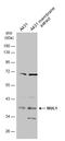 Mitochondrial E3 Ubiquitin Protein Ligase 1 antibody, GTX112673, GeneTex, Western Blot image 