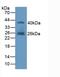 FAP antibody, LS-C314918, Lifespan Biosciences, Western Blot image 