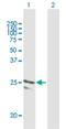 ADP Ribosylation Factor Related Protein 1 antibody, H00010139-B03P, Novus Biologicals, Western Blot image 