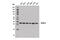 Calcium Modulating Ligand antibody, 13913S, Cell Signaling Technology, Western Blot image 