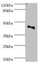 Chromobox protein homolog 8 antibody, orb353573, Biorbyt, Western Blot image 