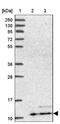 ATP Synthase Membrane Subunit G antibody, NBP2-14332, Novus Biologicals, Western Blot image 