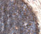 CD59 Molecule (CD59 Blood Group) antibody, AF1987, R&D Systems, Immunohistochemistry paraffin image 
