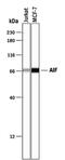 Apoptosis Inducing Factor Mitochondria Associated 1 antibody, PA5-48092, Invitrogen Antibodies, Western Blot image 