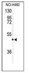 Apoptosis Inducing Factor Mitochondria Associated 2 antibody, AP11347PU-N, Origene, Western Blot image 