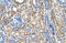 RAD9 Checkpoint Clamp Component A antibody, orb331558, Biorbyt, Immunohistochemistry paraffin image 