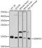 Small Nuclear Ribonucleoprotein D3 Polypeptide antibody, 16-411, ProSci, Western Blot image 