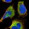 BEN Domain Containing 3 antibody, NBP1-93585, Novus Biologicals, Immunofluorescence image 