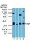 Sphingosine-1-Phosphate Receptor 5 antibody, NBP2-24712, Novus Biologicals, Western Blot image 