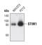 Sim antibody, PA5-17145, Invitrogen Antibodies, Western Blot image 