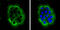 Laminin Subunit Beta 3 antibody, GTX103736, GeneTex, Immunofluorescence image 