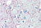 Proteolipid Protein 1 antibody, MBS245441, MyBioSource, Immunohistochemistry frozen image 